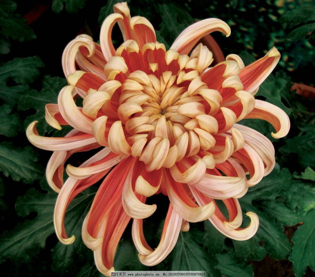 秋日盛放，千姿百態 花卉中的君子——菊花