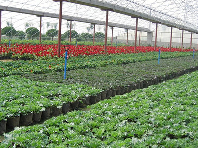 無土栽培育苗專用基質 讓水果種植更高效、更健康