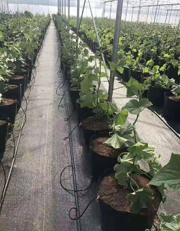 果樹下蓋草布的好處 專業養殖戶為何選擇生態防草布？