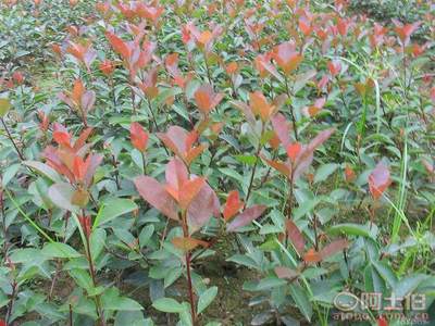 紅葉石楠小袋苗 福建漳浦的綠色風景線